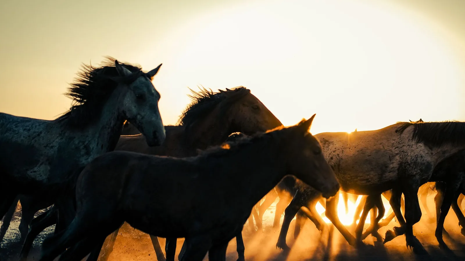 Horses running at sunset